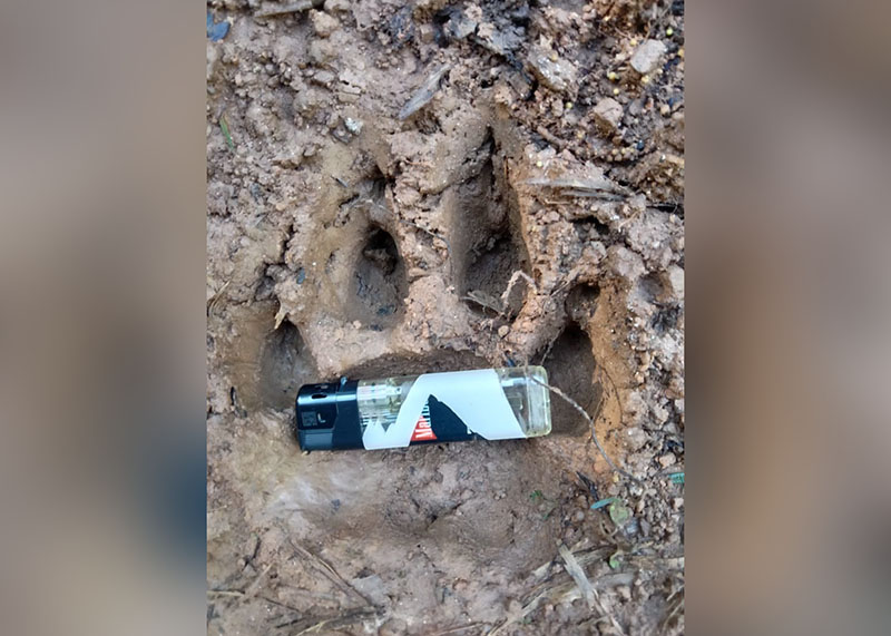 Harimau Dekati Pemukiman Warga Padangcahya, Satu Ekor Kambing Dimangsa 