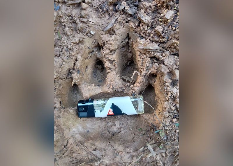 Harimau Dekati Pemukiman Warga Padangcahya, Satu Ekor Kambing Dimangsa