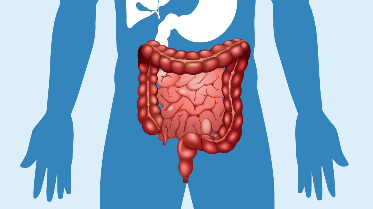 Ileum, Bagian Usus Halus yang Sering Terlupakan tapi Sangat Vital bagi Tubuh