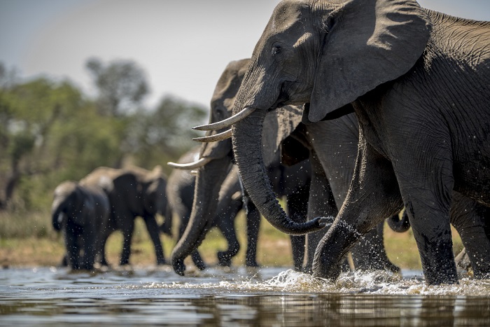 Kawanan Gajah Kembali Dekati Pemukiman, Sempat Sambangi Minimarket