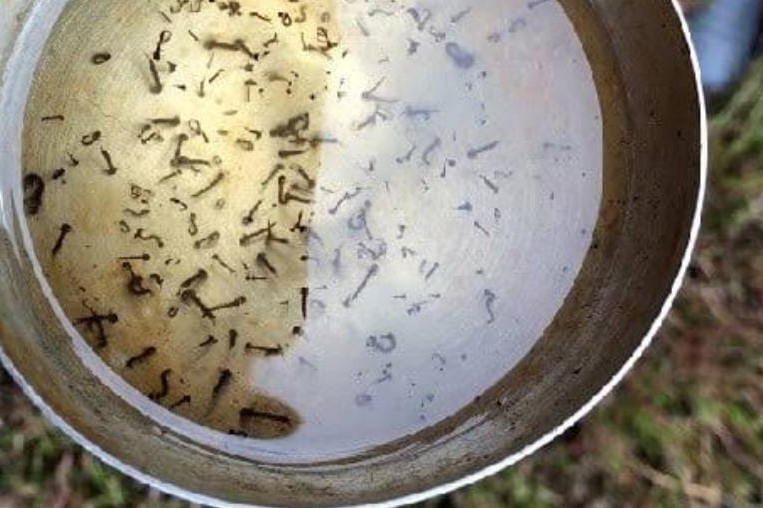 Wajib Jadi Perhatian, 4 Tempat Jentik Nyamuk Biasa Berkembang Biak