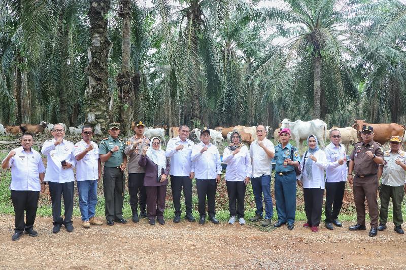 Pj Gubernur Samsudin Tinjau Peternakan Sapi Terintegrasi di Lampung Utara, Perkuat Ketahanan Pangan