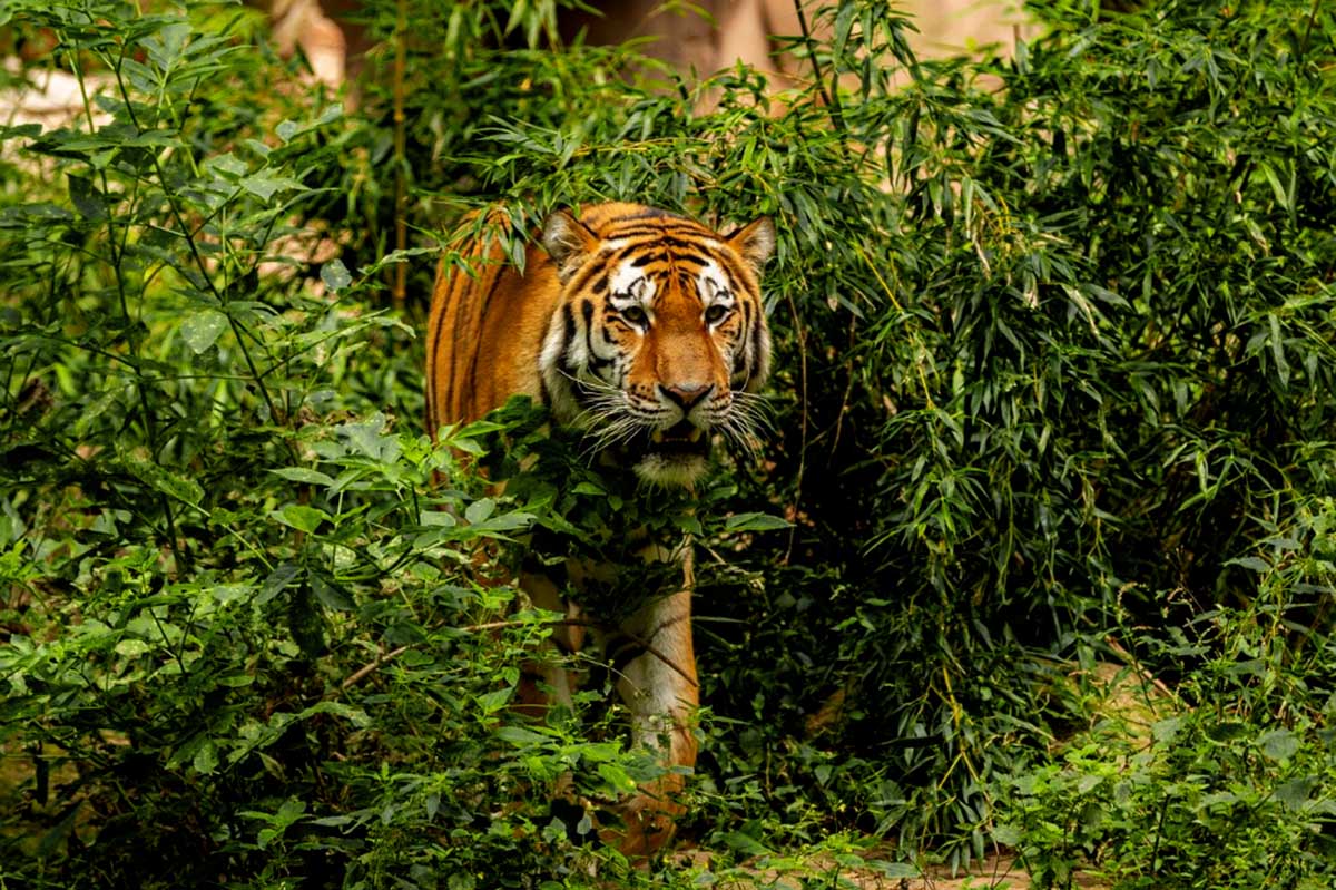 Tim Temukan Banyak Jejak Baru, Tapi Fokuskan Kejar Harimau Pemangsa Manusia