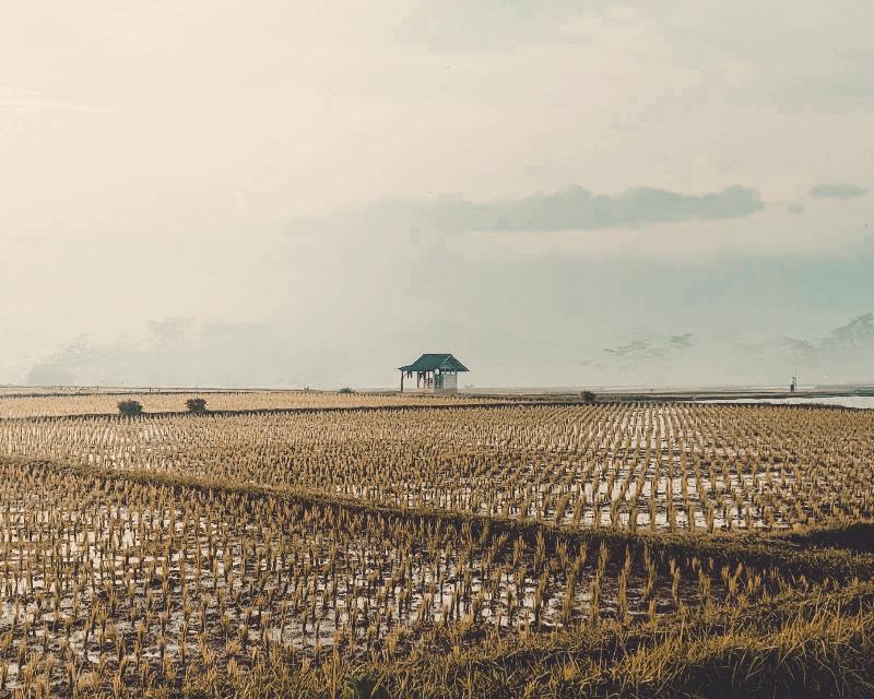 25 Hektar Sawah Baru Tanam di Pesisir Barat Terdampak Kemarau