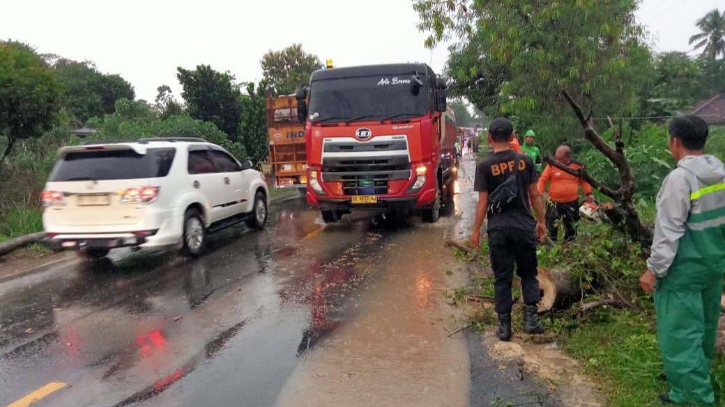 Cuaca Ekstrem Tumbangkan Pohon, Jalinsum Belambangan Pagar Sempat Lumpuh
