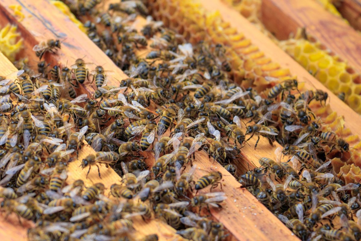 Disbunnak Lampung Barat akan Alokasikan Bantuan Ternak Lebah