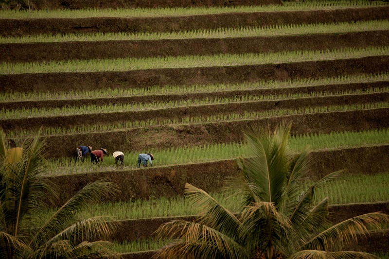El Nino, Ancaman Krisis Pangan Akibat Terganggunya Produksi Beras