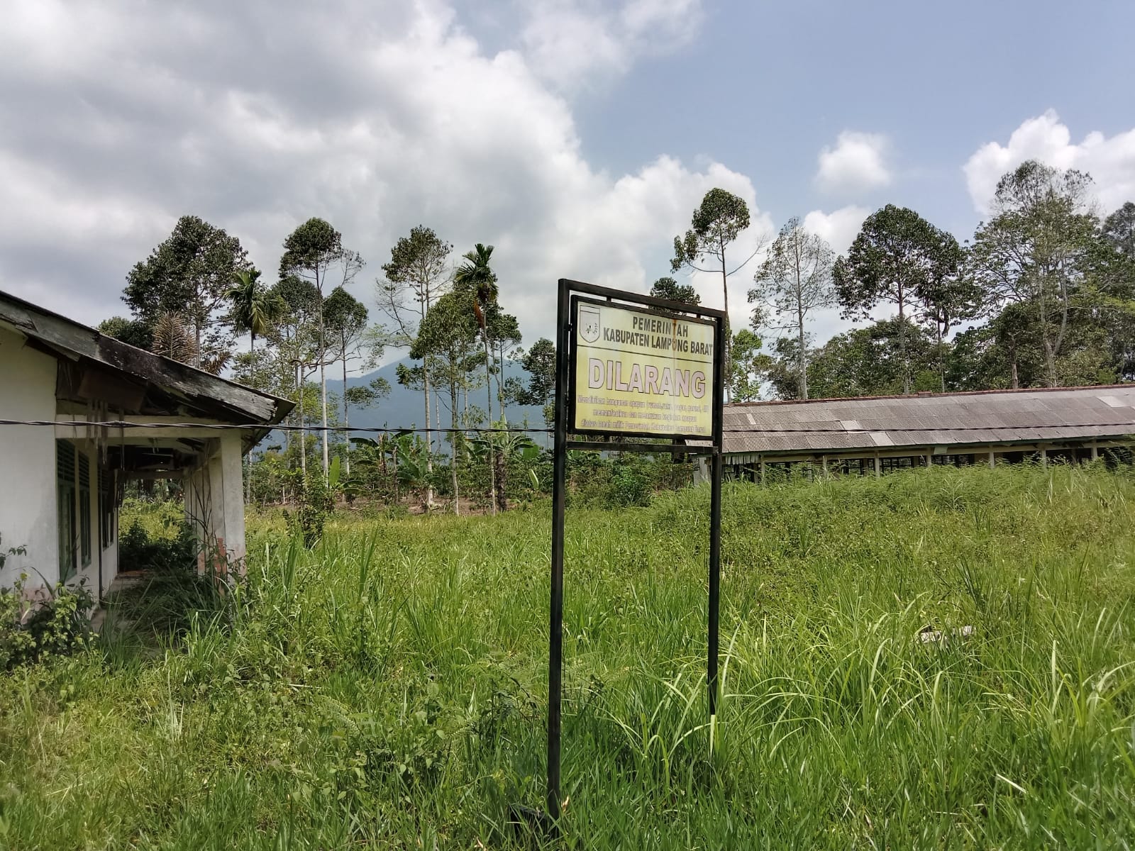 Sayang Lho..!! Aset Berharga Pemkab Lampung Barat di Kebun Tebu Dicampakkan 