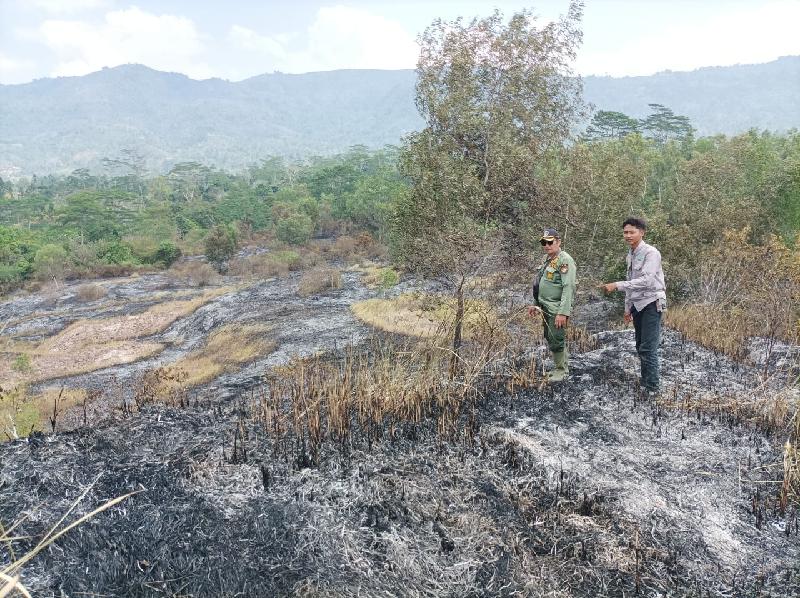 Padang Savana Seluas 2 Hektar di Suoh Terbakar, Petugas Lakukan Penyisiran Sisa Api