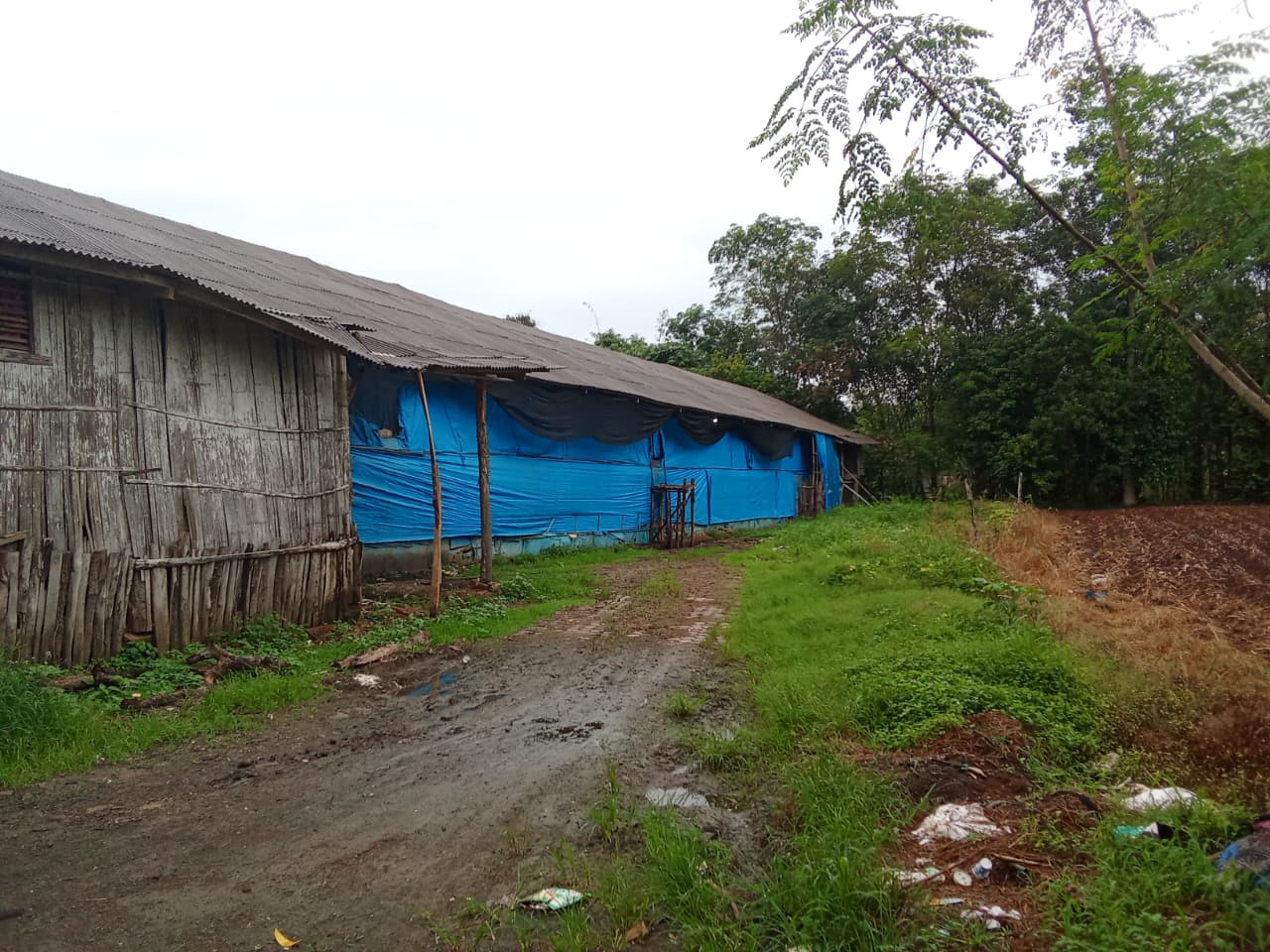Kandang Ayam Broiler di Kota Alam Resmi Ditutup DLH Lampung Utara