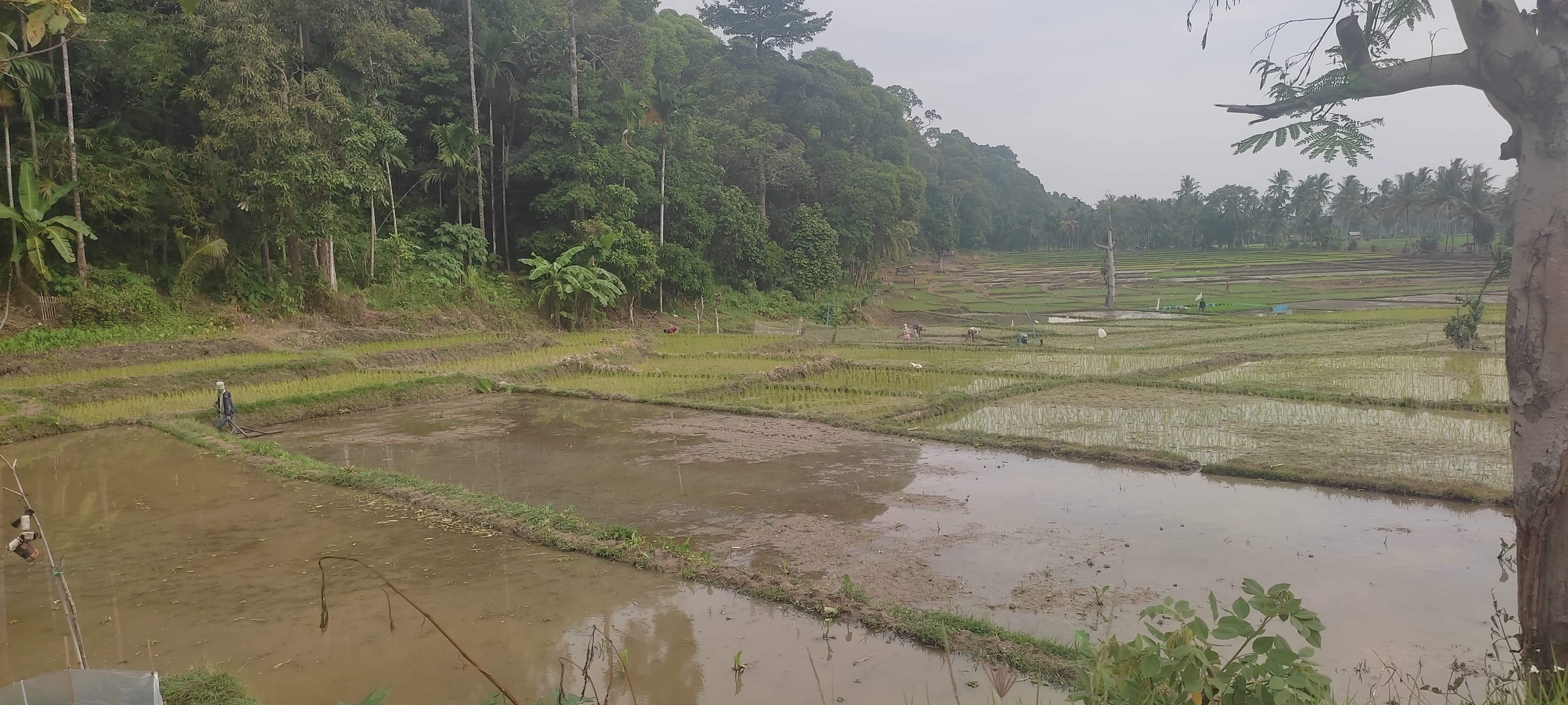 Antisipasi Dampak Musim Kemarau, Imbau Sawah Tadah Hujan Siapkan Pompanisasi