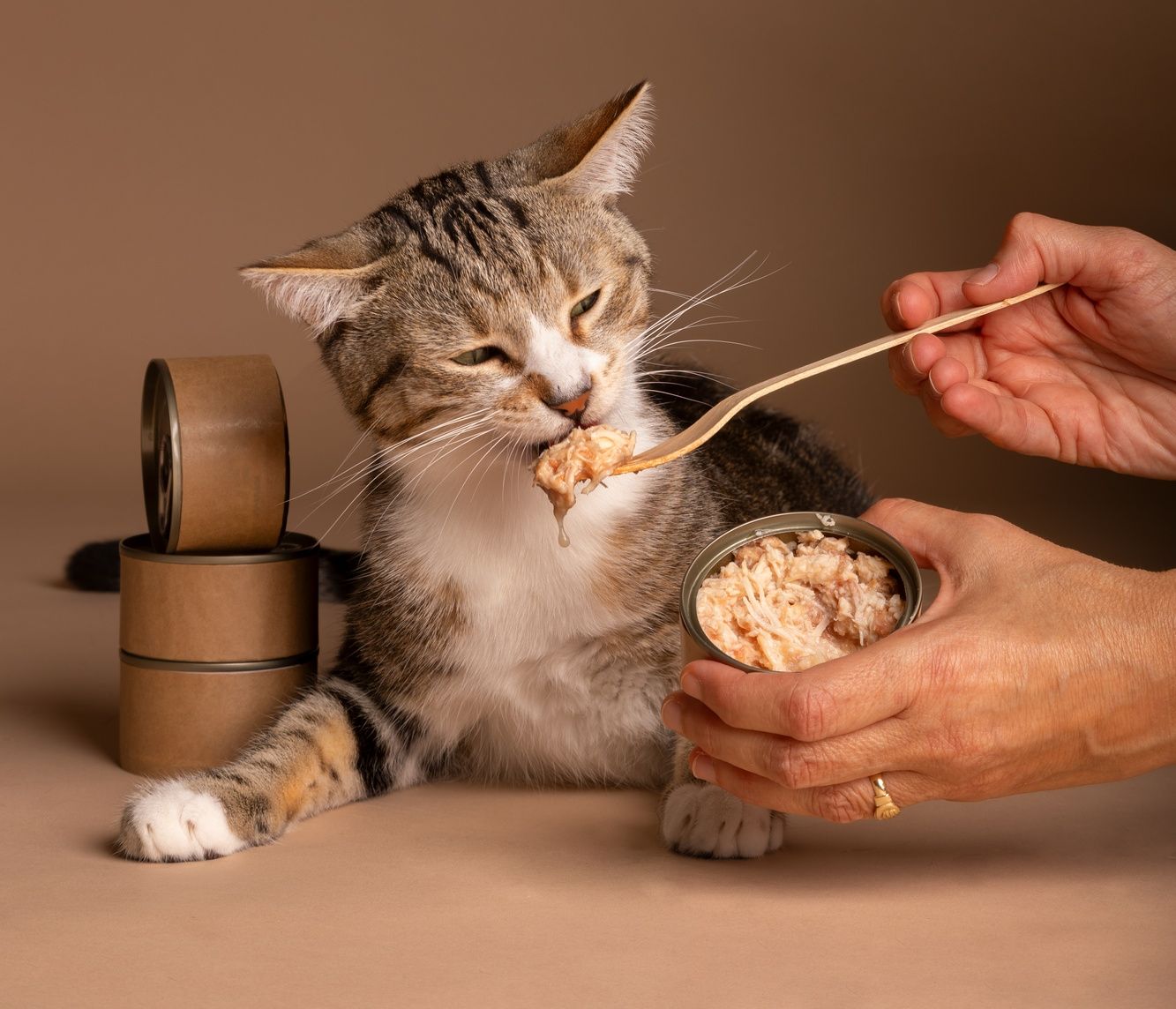 Cara Praktis Membuat Makanan Kucing yang Sehat dan Bergizi di Rumah