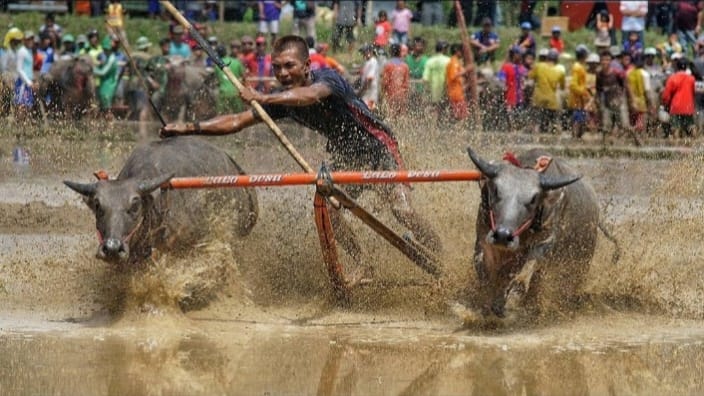 Barapan Kebo: Warisan Budaya Penuh Semangat dari Sumbawa Barat