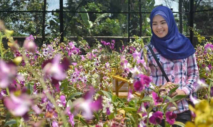 Surga Anggrek di Lereng Kelud