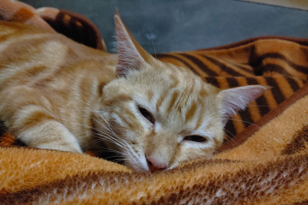Tips Mengobati dan Merawat Kucing yang Pilek