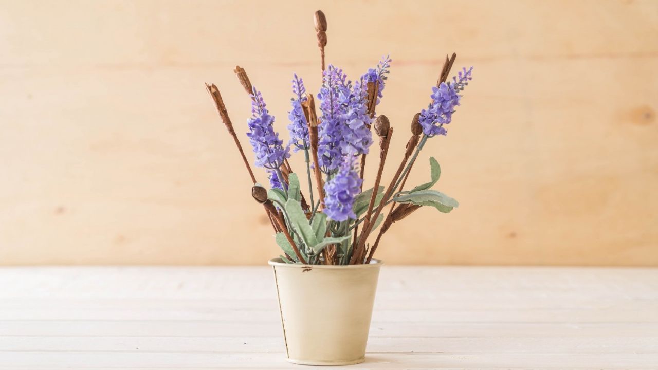 Tanaman Hias Berbunga Cantik yang Ternyata Punya Khasiat