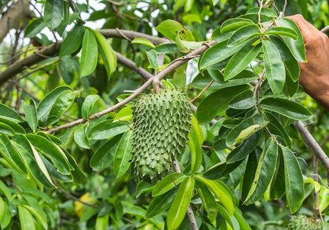 Ini Dia 5 Manfaat Daun Sirsak Bagi Kesehatan Tubuh yang Jarang Diketahui