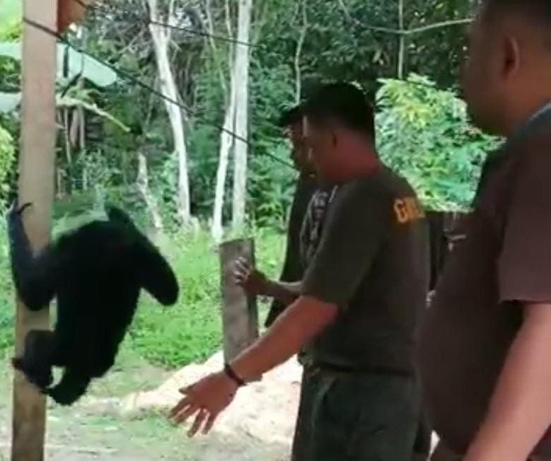 Sempat Menyerang Seorang Anak, Seekor Siamang Kembali Dilepas ke Alam Liar