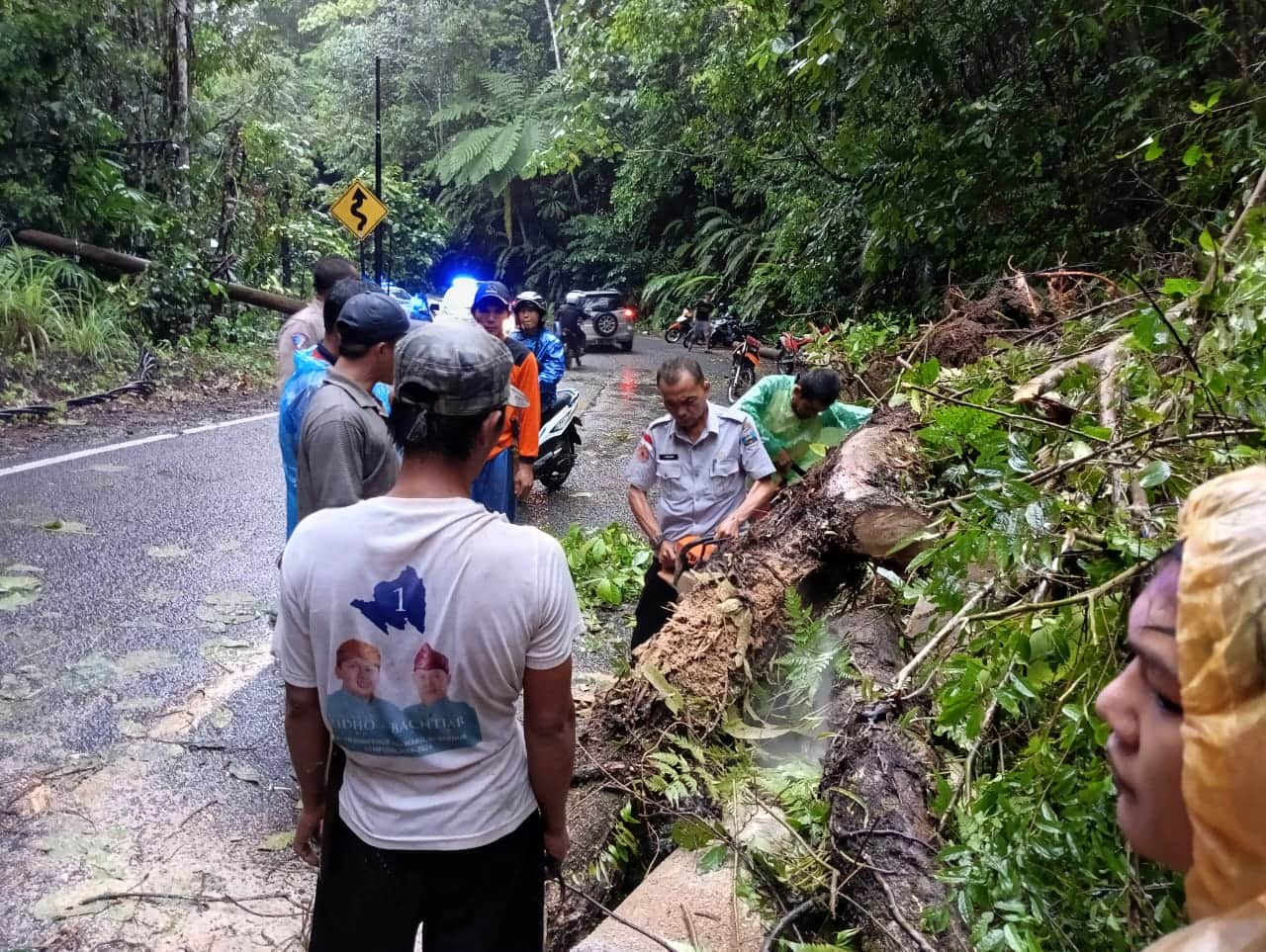 Pohon Tumbang Tutup Jalan Liwa-Krui, Sempat Sebabkan Kemacetan