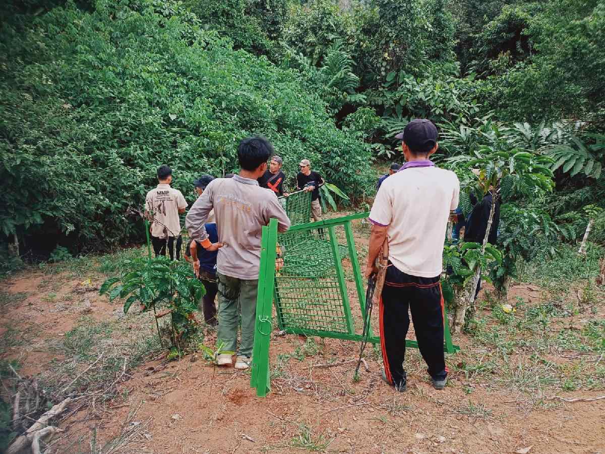 Tim Penanganan Interaksi Negatif Satwa Liar dengan Manusia Temukan Jejak Harimau di Talang Sari
