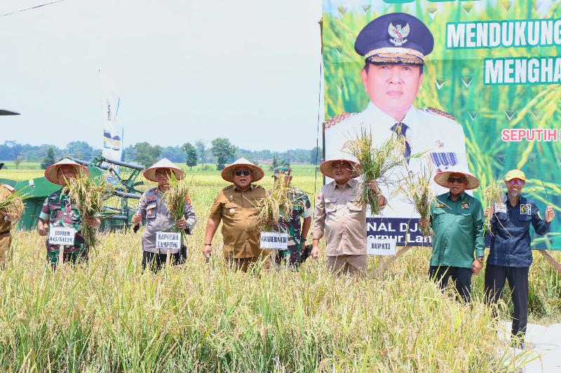 Gubernur Arinal Panen Raya Padi di Lampung Tengah