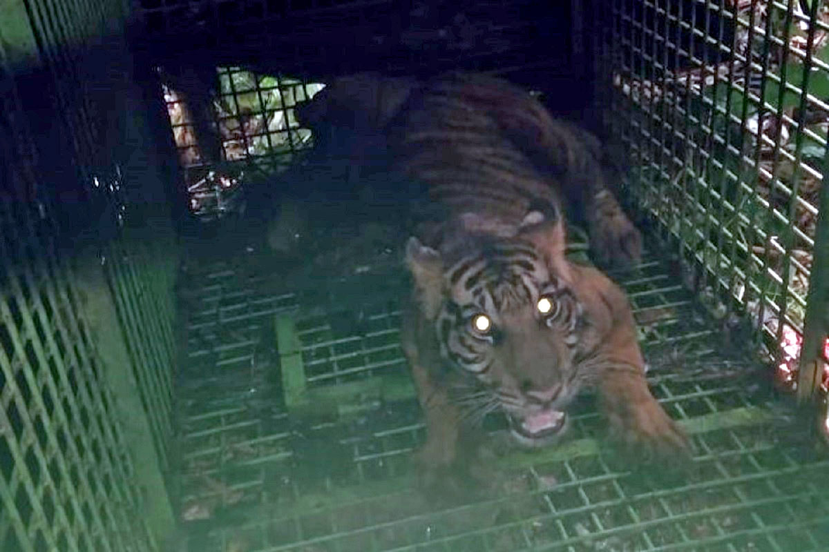 Harimau Diduga Memangsa Warga Lampung Barat Tertangkap, Berikut Daftar Korban dan Kejadian Selama Konflik
