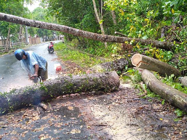 BPBD Bersihkan Pohon Tumbang di Jalan Wisata