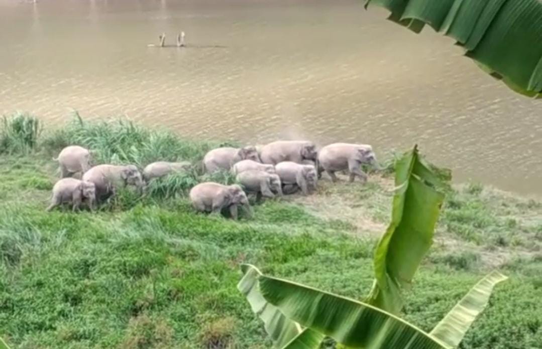 Sebulan Terakhir, Warga Suoh-BNS Terbebas dari Teror Gajah