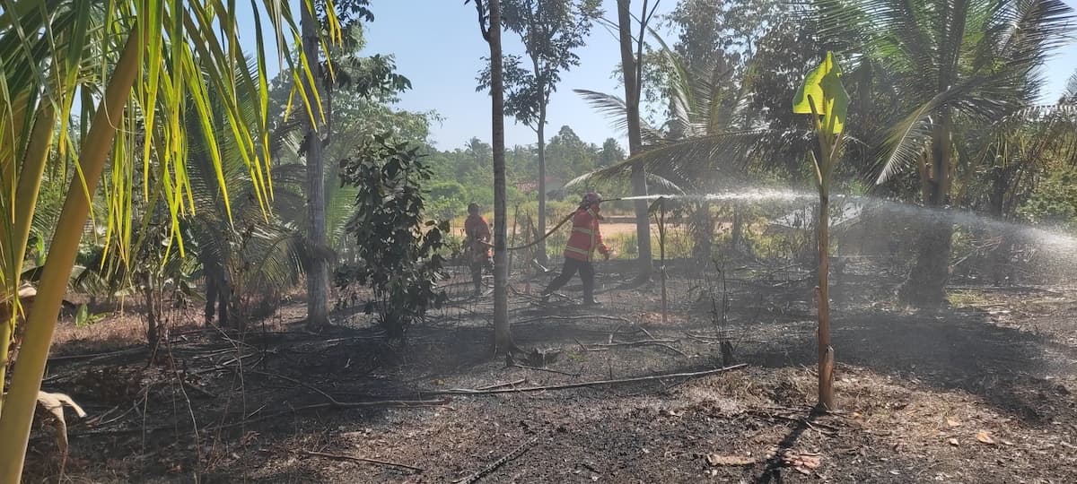 Bekas Bakar Singkong, Diduga Penyebab Lahan Terbakar