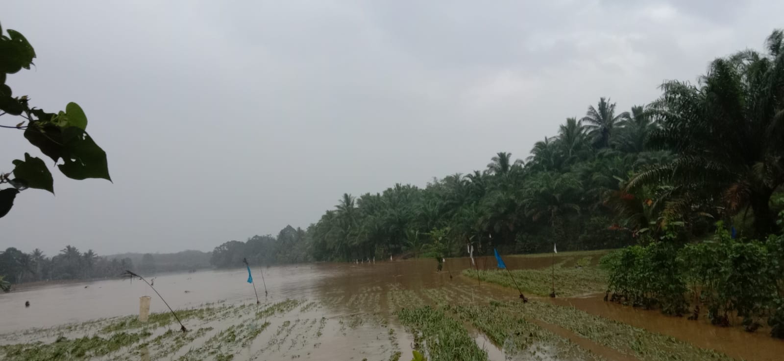 Hujan Deras, Puluhan Hektare Tanaman Padi di Ulok Mukti Tergenang Banjir