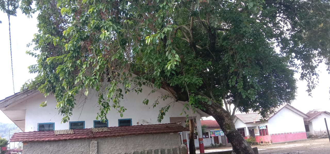 Terlalu Rimbun, Pohon Penghijauan di SDN 2 Pajar Bulan Menyelimuti Gedung