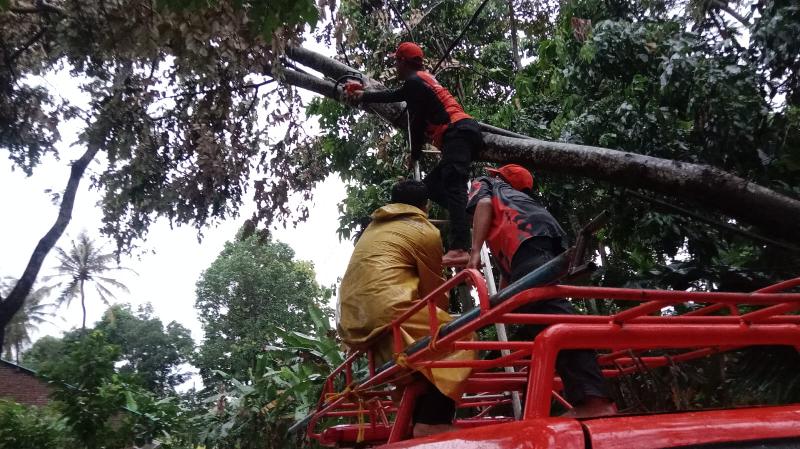 TRC BPBD Berhasil Evakuasi Pohon Tumbang di Sejumlah Ruas Jalan Bandar Lampung
