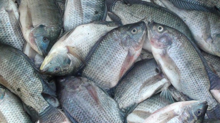 Penjualan Sulit, Pengusaha Ikan Nila di Lampung Barat Terancam Gulung Tikar