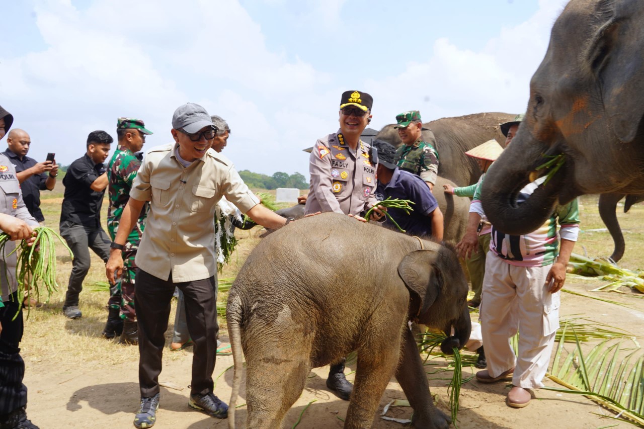 Karhutla TNWK Padam, Gubernur Mirza Pastikan Gajah Sumatera Aman