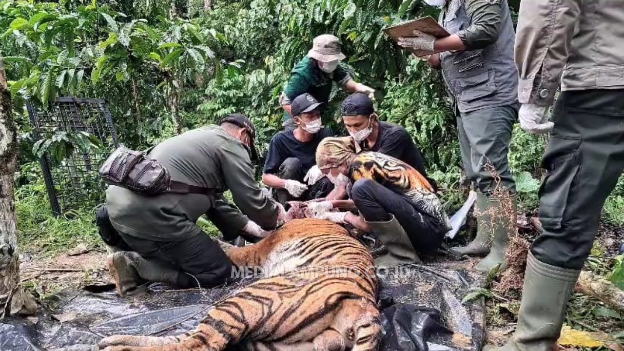 DNA dan Pola Loreng Harimau Diperiksa, Pastikan Keterlibatan Konflik Satwa di Lampung Barat