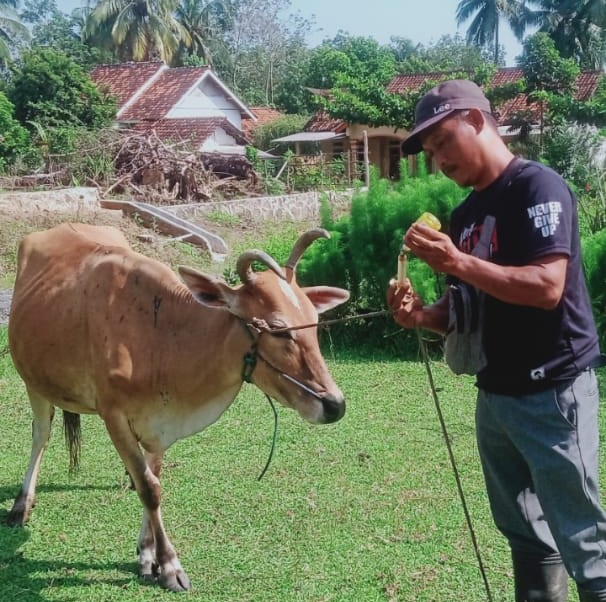 Cegah PMK, PPL Keliling Kampung Edukasi Peternak