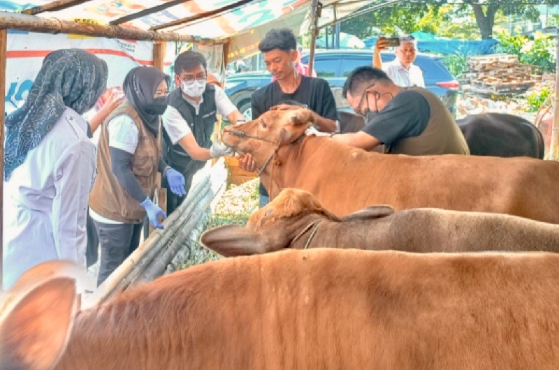 Jelang Idul Adha, Bandar Lampung Perkuat Vaksinasi PMK pada Hewan Ternak