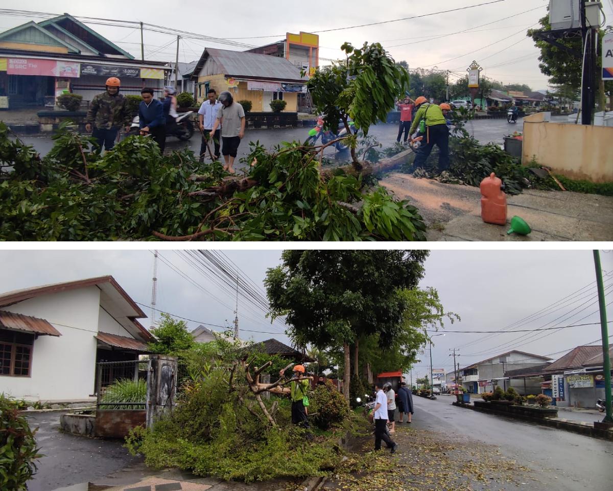 Diguyur Hujan Deras, 2 Pohon Tumbang di Jalan Raden Intan Liwa