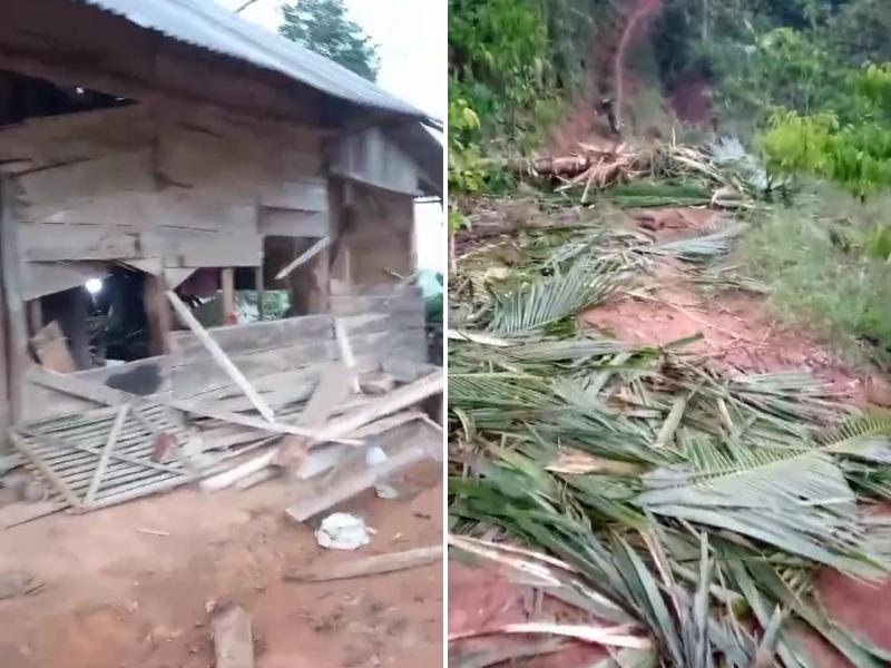 Kawanan Gajah Rusak Rumah Warga Hingga Tumbangkan Pohon Kelapa di Suoh Lampung Barat