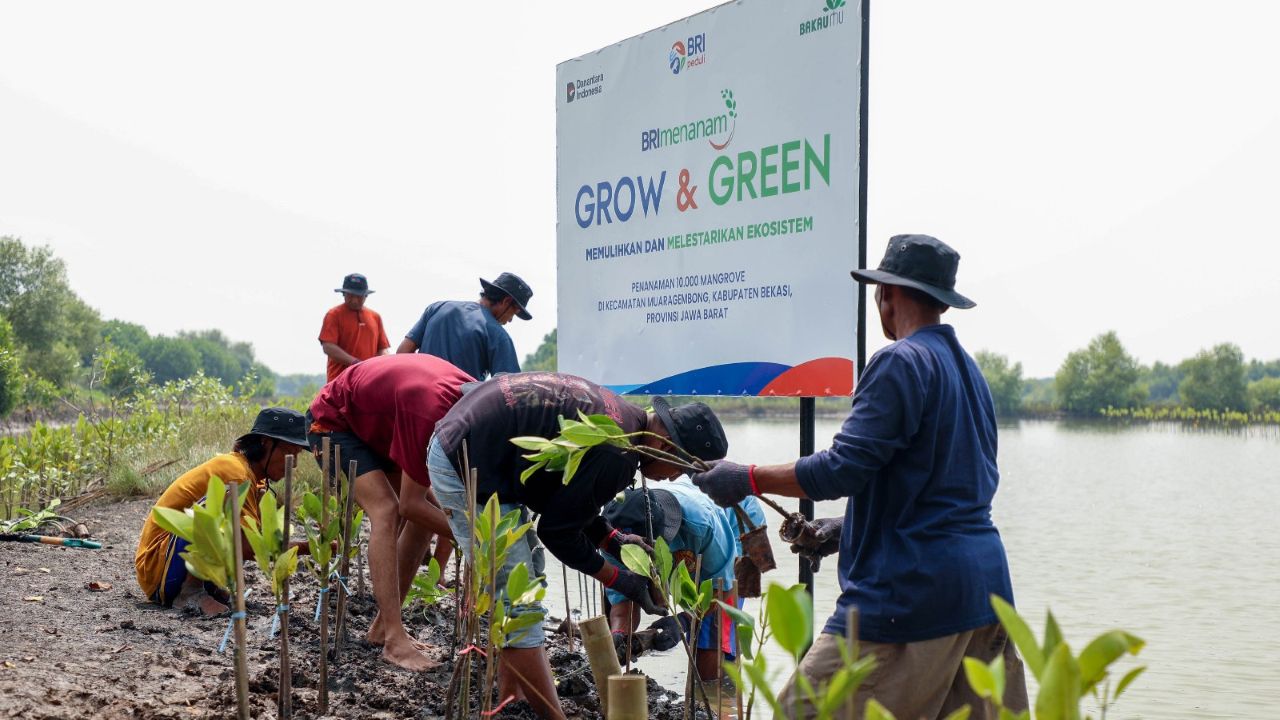 Menjaga Pesisir, Menyelamatkan Bumi: Aksi Nyata BRI di Hari Mangrove Sedunia