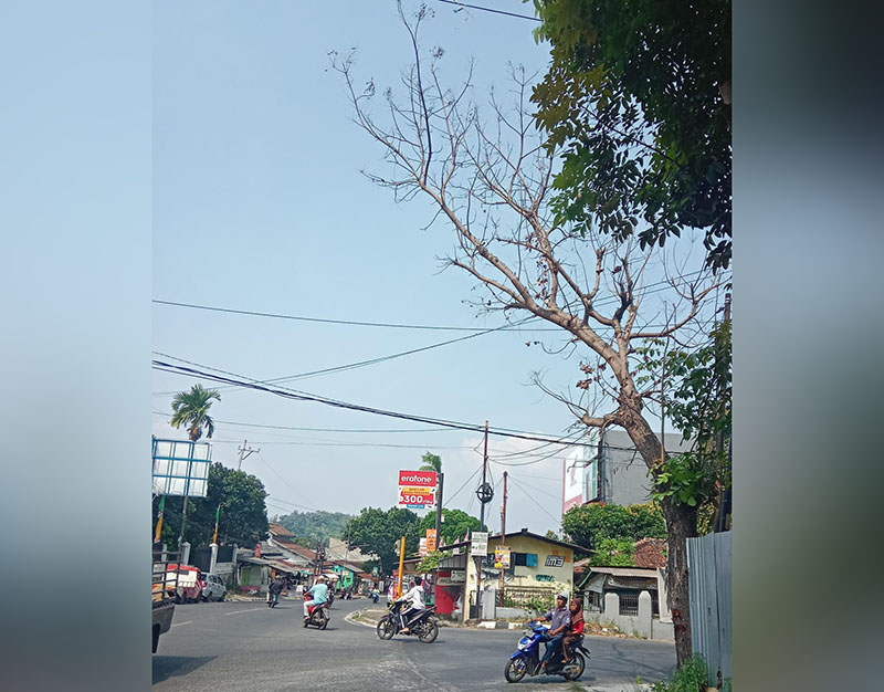 Pohon Mati di Persimpangan Jalan Imam Bonjol Membahayakan Pengendara