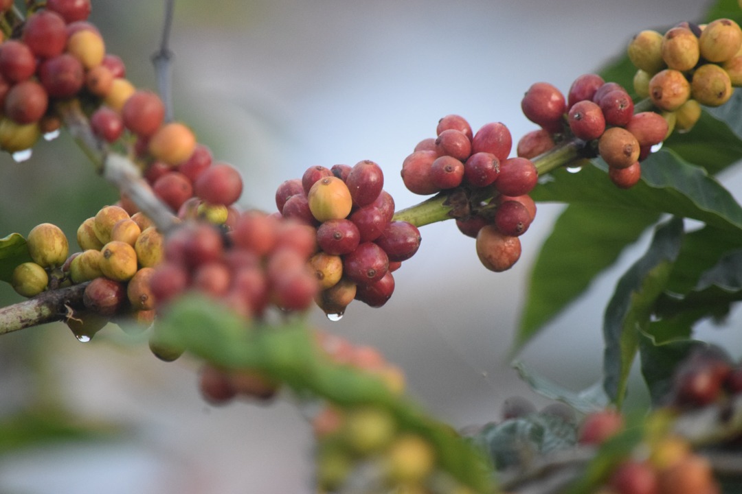 Puncak Panen Raya Kopi Tiba, Peratin Purawiwitan Ingatkan Masalah Keamanan 