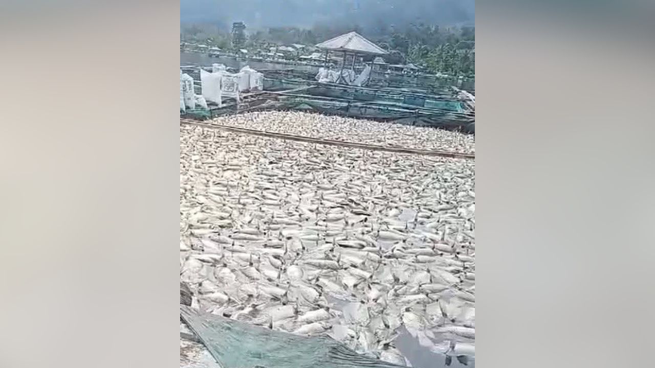 Fenomena Upwelling di Danau Ranau, Ribuan Ikan Nila Keramba Mendadak Mati