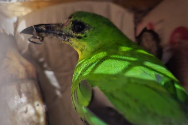 Polres Lampung Selatan Gagalkan Penyelundupan Ratusan Ekor Burung di Bakauheni