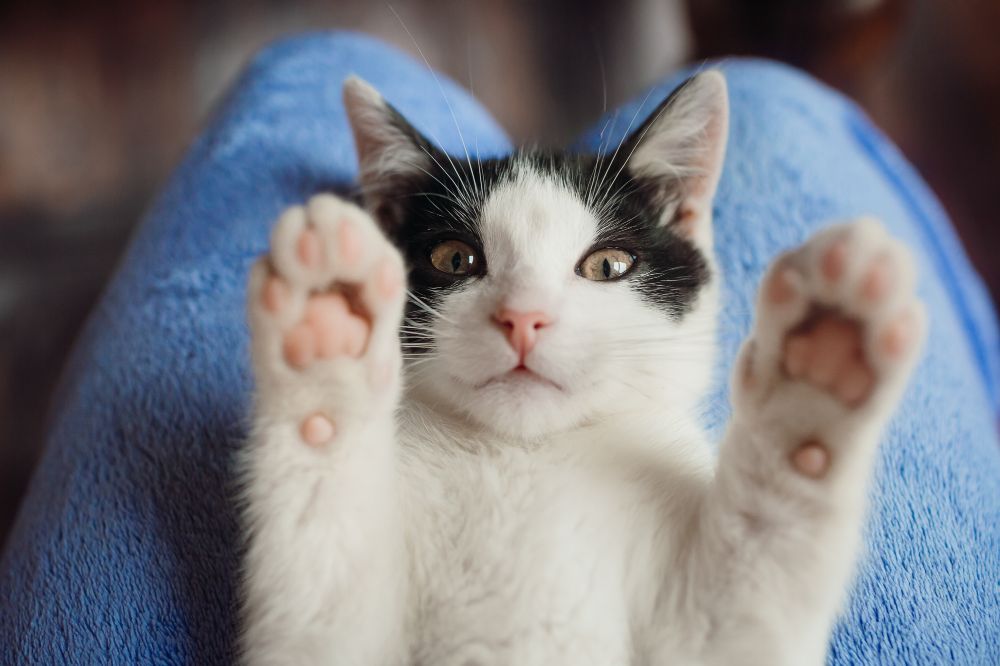 Tips Merawat Kucing: Panduan Praktis agar Kucing Bahagia