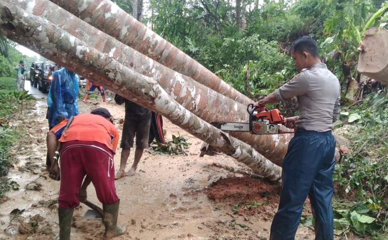 Pohon Tumbang dan Tanah Longsor Tutupi Jalinbar, Lalulintas Krui-Tanggamus Macet