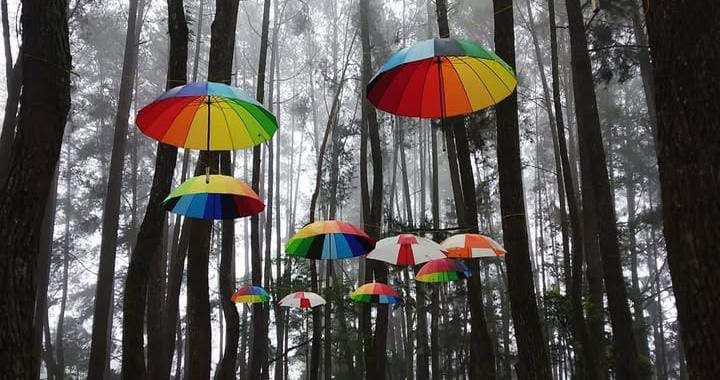 Pinus Eco Park Lampung Barat, Wisata Alam Sejuk Favorit Keluarga di Sumber Jaya