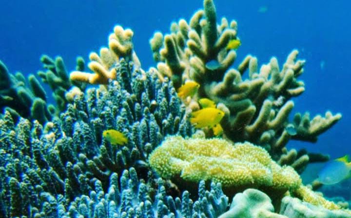 Gelombang Wisata Baru dari Timur, Museum Bawah Laut Biak