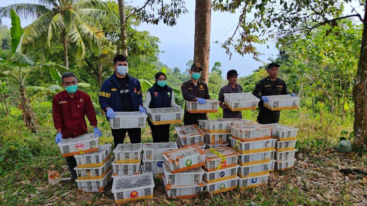 2.775 Burung Dilepasliarkan Usai Diamankan di Pelabuhan Bakauheni