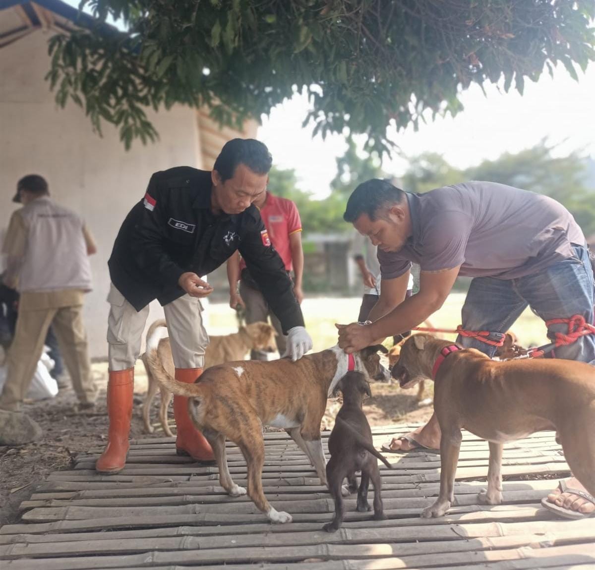 Satu Warga Terkena Gigitan HPR, Puskeswan Gerak Cepat Lakukan Vaksinasi Rabies